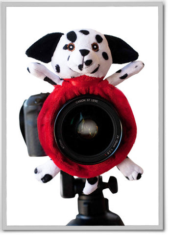Dalmatian Shutter Hugger